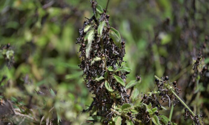 Une photo prise près de la ville d'Isiolo, dans le comté d'Isiolo, dans l'est du Kenya, montre des nymphes de criquets pèlerins regroupées dans des arbustes sur un site d'éclosion le 25 février 2020. (Tony Karumba/AFP via Getty Images)