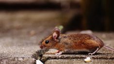 La photo d’un combat de souris dans le métro gagne le prix du public de la meilleure photo animalière de l’année