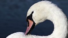 Toulouse : un cygne blessé sauvé par les pompiers