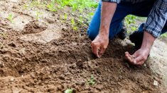 Tours: en célébration des 500 naissances de 2019, la ville plante 500 arbres !