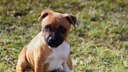 Un garçon de 12 ans confie son chiot à un refuge pour le protéger de son père qui le maltraite