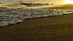 Un mystérieux animal découvert sur une plage du Mexique? Pas vraiment