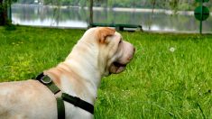 Un shar-pei abandonné à la gare avec une valise d’effets personnels est adopté dans un nouveau foyer