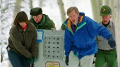 La réintroduction des loups dans le parc de Yellowstone a produit de grands changements dans l’écosystème