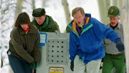 La réintroduction des loups dans le parc de Yellowstone a produit de grands changements dans l’écosystème