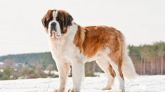 Un chien saint-bernard géant et sans abri de 59 kg est adopté et rencontre pour la première fois sa famille