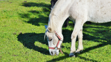 Loiret : un petit étalon de 5 ans retrouvé mort égorgé, vidé de son sang