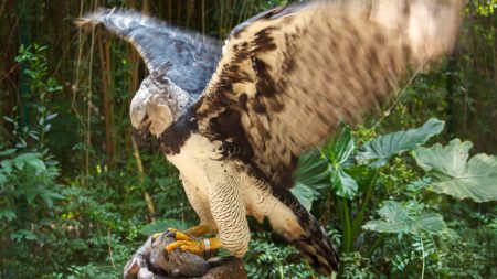 L’aigle harpie est aussi grand qu’un enfant, avec des serres plus longues que les griffes d’un grizzly