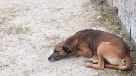 Un chien errant qui se postait chaque jour au même endroit en espérant être adopté trouve enfin un foyer