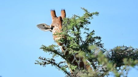 L’unique girafe blanche femelle au monde et son petit tués par des braconniers au Kenya