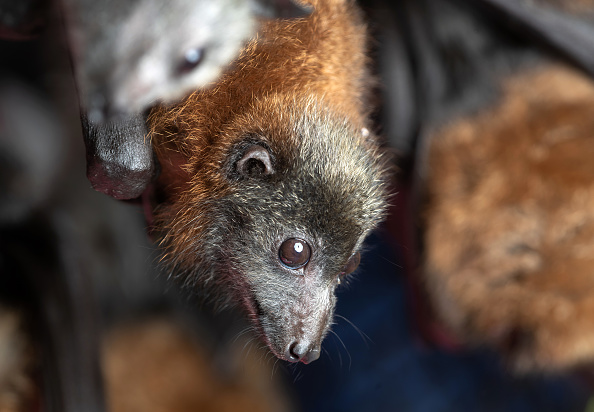  Les chauve-souris jouent un rôle bénéfique: 70% des espèces dans le monde se nourrissent d'insectes, dont beaucoup sont nocifs pour l'agriculture et pour la santé humaine. (Photo : John Moore/Getty Images)