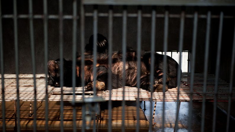 Un ours dans sa cage dans l'une des fermes controversées de bile d'ours de la société de médecine traditionnelle chinoise Guizhentang à Hui'an, dans la province du Fujian au sud-est de la Chine, le 22 février 2012. La bile d'ours est utilisée depuis longtemps en Chine pour traiter divers problèmes de santé, malgré le scepticisme quant à son efficacité et l'indignation suscitée par le processus d'extraction de la bile, qui, selon le groupe de défense des droits des animaux, est atrocement douloureux pour les ours. 
(Photo credit should read STR/AFP via Getty Images)