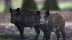 Pour faire face à la prolifération des sangliers, la période de chasse va sensiblement s’allonger au cours de l’année