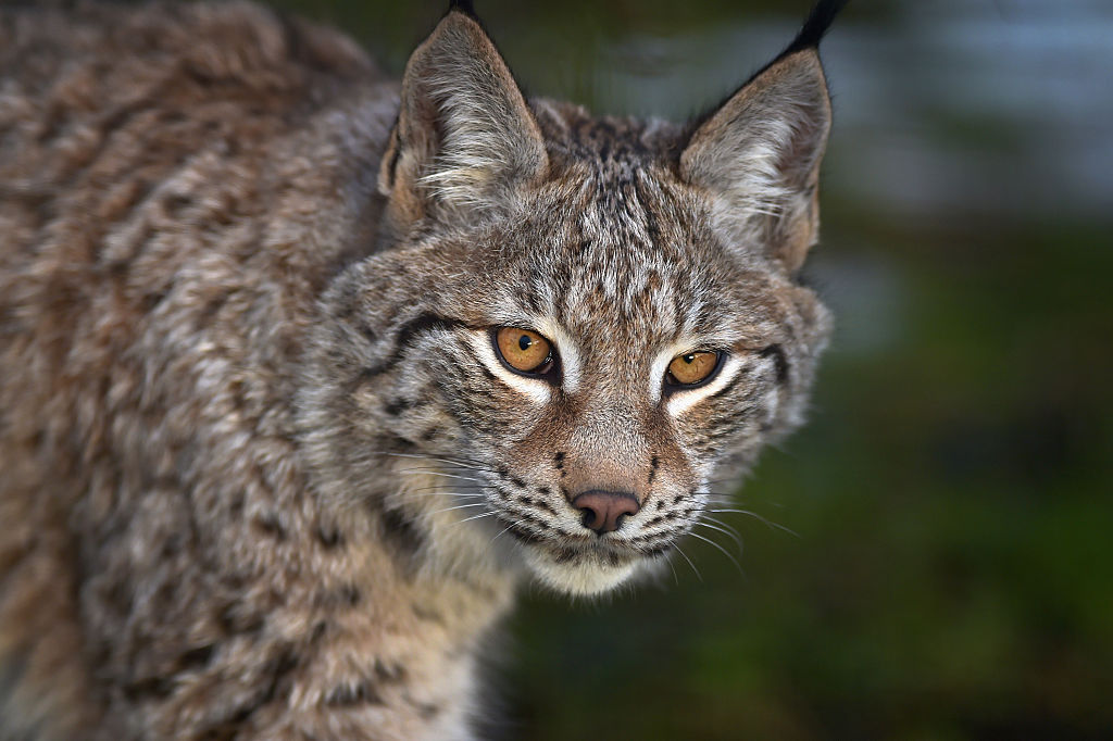 Suisse : un chasseur professionnel abat trois lynx croyant tuer des loups, le tireur reconnaît son « erreur »