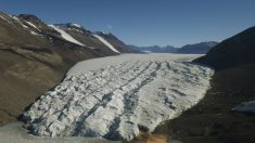 Pourquoi la neige est-elle devenue rouge sang en Antarctique ? Il s’agit du « sang des glaciers »