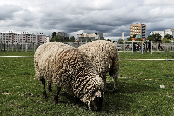 Photo d'illustration. Crédit : KENZO TRIBOUILLARD/AFP via Getty Images.