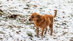 Un chien errant fidèle garde un berger allemand en gestation et blessé sur une autoroute très fréquentée et ne veut pas l’abandonner