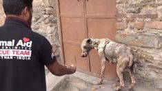 Une chienne errante et galeuse à la peau horriblement croûtée subit une incroyable transformation après avoir été secourue