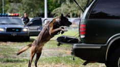 Un chien policier abattu et tué dans l’exercice de ses fonctions reçoit un cercueil spécial conçu en son honneur