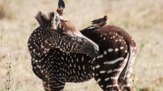 Un rare zèbre à pois du Kenya est merveilleusement bien immortalisé par ce photographe