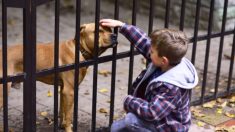 Dans un refuge, un chien fait son lit tous les jours, mais n’est pas adopté – jusqu’à ce qu’un couple voie cette vidéo