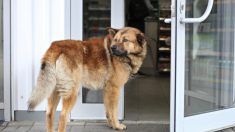 Une chienne errante attend chaque soir devant une sandwicherie pour un repas gratuit