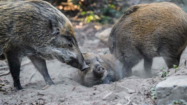 Des sangliers dans le parc Aberdeen de Hong Kong, le 25 janvier 2019.  (Anthony Wallace/AFP via Getty Images) 