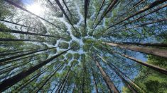 Hérault: une forêt sous-marine vieille de 8 000 ans découverte à 1 km de Palavas-les-Flots