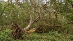 Montbéliard : il se promène en forêt et découvre un squelette enseveli sous un arbre