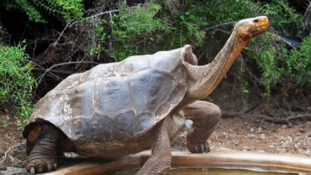 La tortue des Galápagos âgée de 130 ans qui a sauvé son espèce de la quasi-extinction prend sa retraite sur l’île d’Española