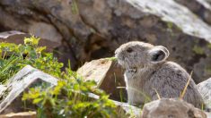 Des « lapins magiques » extrêmement rares photographiés dans les montagnes chinoises pour la première fois en 20 ans