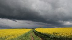 16 rugbymen à la rescousse d’un agriculteur qui ne trouvait pas de main d’œuvre près de Toulouse