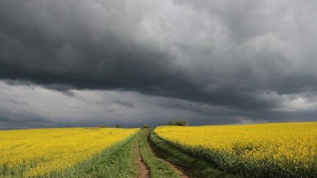 16 rugbymen à la rescousse d’un agriculteur qui ne trouvait pas de main d’œuvre près de Toulouse