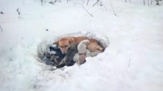 Rescapée en plein hiver avec ses chiots, cette femelle s’épanouit maintenant dans un foyer permanent