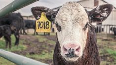 Dordogne: suite à une vidéo de L214, un ancien employé de l’abattoir Sobeval témoigne