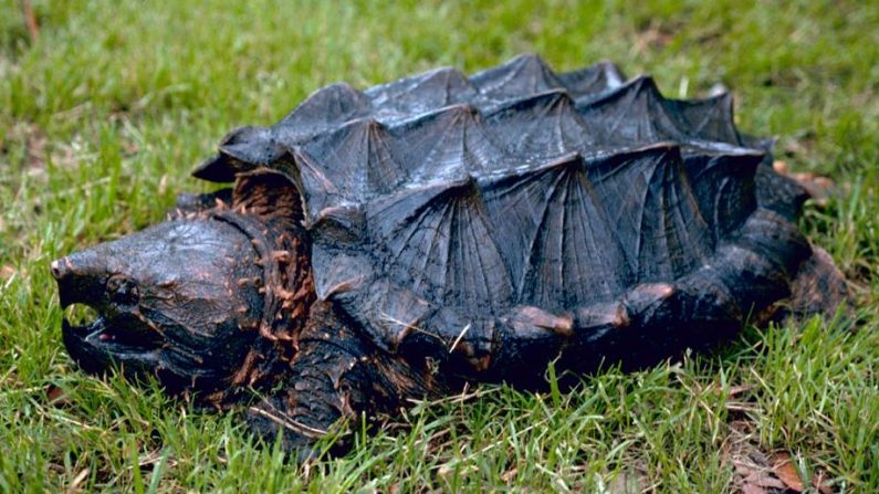 Tortue alligator (Wikipédia)