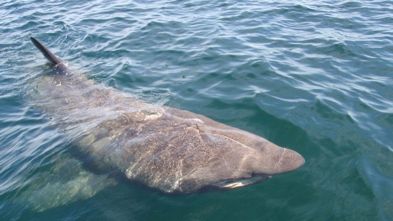 Image d'illustration: un requin pèlerin (Wikimedia/rossbeane/CC 2.0)