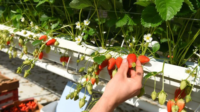 Un ouvrier ramasse des fraises dans une ferme de Sainte-Livrade-sur-Lot, dans le sud-ouest de la France, le 24 mars 2020. (Photo by NICOLAS TUCAT/AFP via Getty Images)