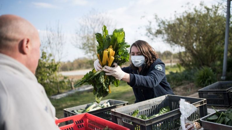 Une femme remplit le panier d'un membre de l'AMAP (Association pour le maintien d'une agriculture paysanne) avec des légumes lors de la distribution hebdomadaire, à Campbon, dans l'ouest de la France, le 2 avril 2020, au dix-septième jour d'un bouclage strict en France pour arrêter la propagation du nouveau coronavirus ou virus du PCC (Photo by LOIC VENANCE/AFP via Getty Images)