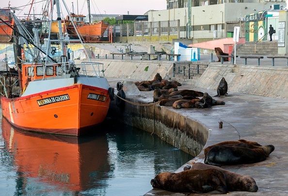 Port de Mar del Plata à 400 km au sud de Buenos Aires, Argentine, le 16 avril 2020. (Photo by MARA SOSTI/AFP via Getty Images)