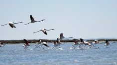 En Albanie, les hommes sont partis et les flamants dansent