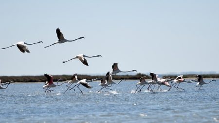 En Albanie, les hommes sont partis et les flamants dansent