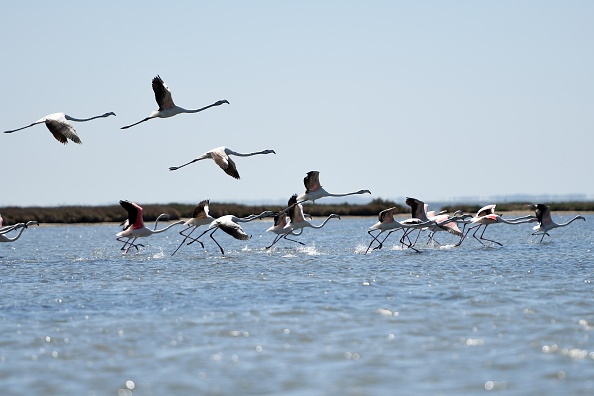 -Des flamants roses survolent la lagune de Narta, près de la ville de Vlora, dans le sud de l'Albanie, le 9 avril 2020. Avec des touristes à la maison, des bateaux amarrés et des usines réduites au silence sous le verrouillage du coronavirus les flamants roses et les pélicans bouclés d'Albanie s'épanouissent. Photo de GENT SHKULLAKU / AFP via Getty Images.