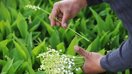 Loire-Atlantique : le département offre 32.000 brins de muguet aux résidents et soignants des Ehpad