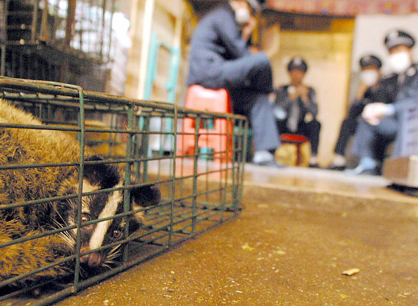 Des civettes sauvages dans un marché en Chine - Photo d'archive. (AFP/AFP via Getty Images)