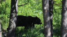 Pyrénées : des associations s’opposent à l’effarouchement des ours