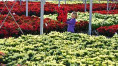 Confinement : l’ouverture des jardineries autorisée par le préfet de Seine-Maritime