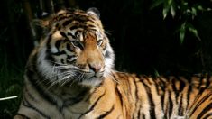 Un tigre d’un zoo de New York testé positif au virus du PCC