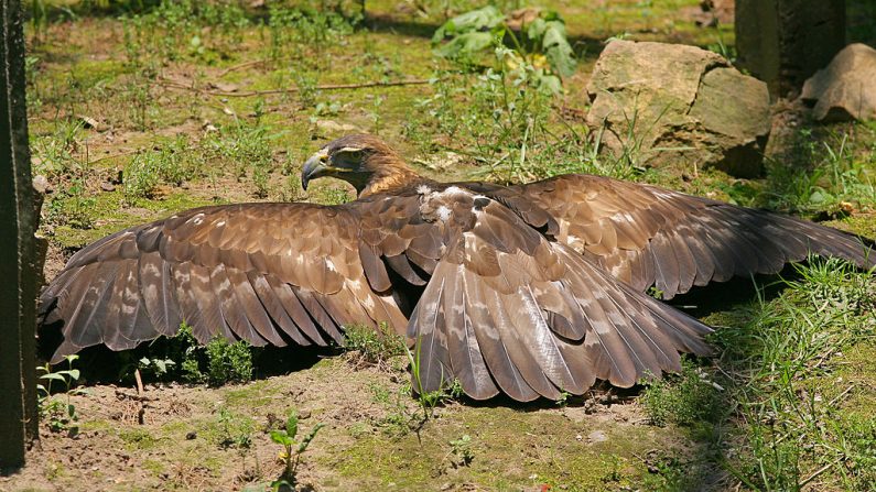 Un aigle royal, photo d'illustration (Photo credit should read OMAR TORRES/AFP via Getty Images)