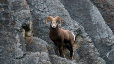 Puy-de-Dôme : une famille de mouflons profite d’une route sans voitures pour se promener